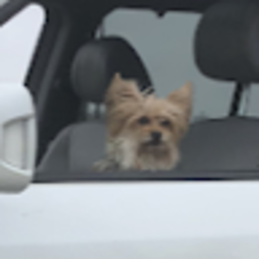 Meet your Posher, Ali